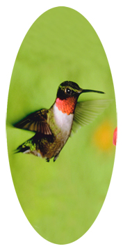 Humming Bird 1